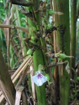 Elaa or cardamom ( Elettaria cardamomum or repens)