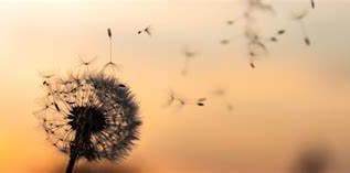 The Seeking of Happiness