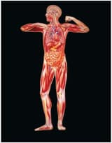 Immortality and the body