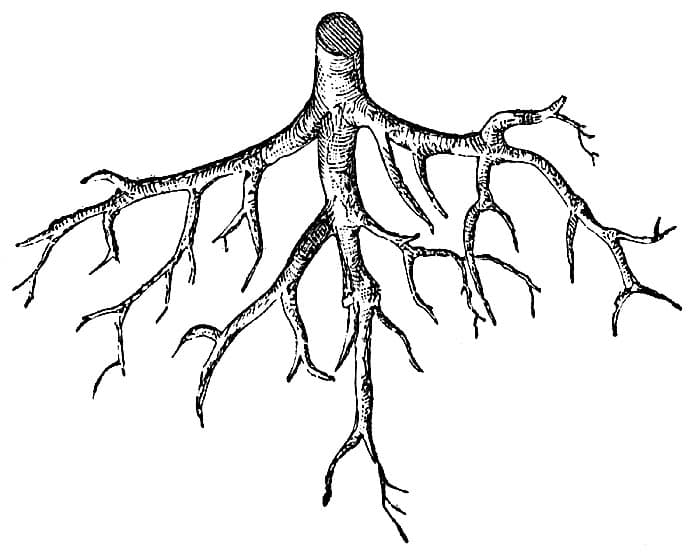 The history of medicine