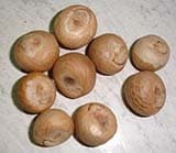 Supari or betel nut  (Areca catechu, Linn.)