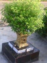 Tulsi, holy basil: a gentle energy tonic