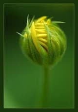 Evolution Next — VI